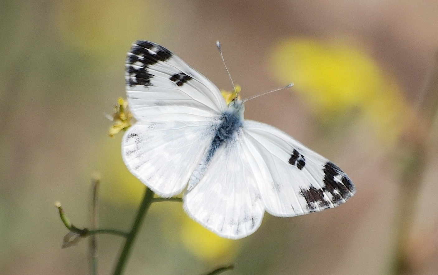 Pontia edusa?